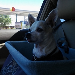 Fundraising Page: Stacey Self